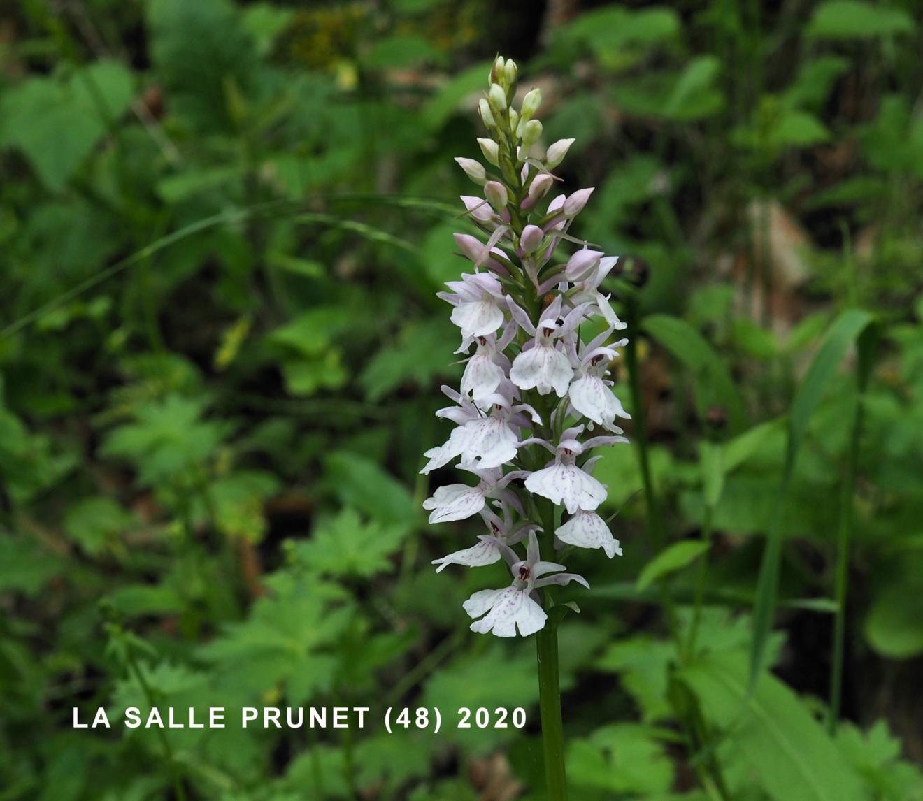 Orchid, Heath Spotted